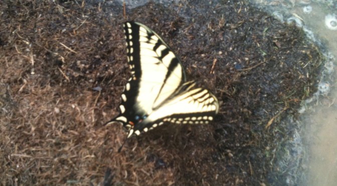 Life is Like a Silage Pit–Do not err, my beloved brethren.